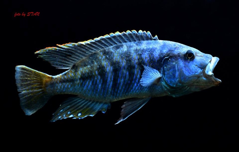 Tyrannochromis nigriventer